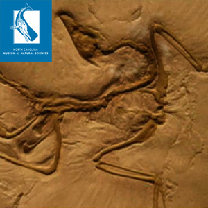 Fossil Fields:North Carolina Museum of Natural Sciences